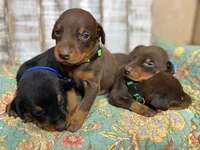 BENJAMIN, a male Doberman Pinscher for sale in New Albany, MS – 4 of 8