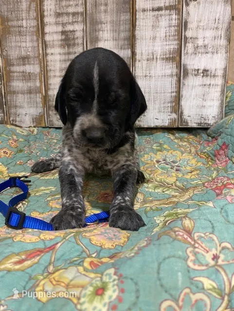 PUP4-MALE – German Shorthaired Pointer puppy for sale in New Albany, MS
