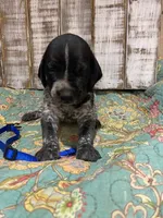 PUP4-MALE, a male German Shorthaired Pointer for sale in New Albany, MS – 1 of 2