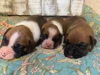SAM, a male Boxer for sale in New Albany, MS – 5 of 5