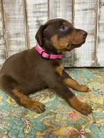 JOSIE, a female Doberman Pinscher for sale in New Albany, MS – 5 of 5