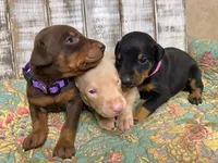 KNOX - (GREEN), a male Doberman Pinscher for sale in New Albany, MS – 7 of 9