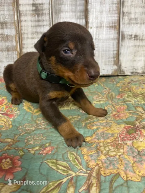 KNOX - (GREEN) – Doberman Pinscher puppy for sale in New Albany, MS