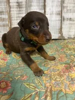 KNOX - (GREEN), a male Doberman Pinscher for sale in New Albany, MS – 1 of 9