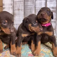 Penny Red, a female Doberman Pinscher for sale in New Albany, MS – Photo 2 of 2