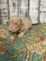 DOLLY PEARL , a female Doberman Pinscher for sale in New Albany, MS – 2 of 7