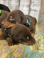 BENJAMIN, a male Doberman Pinscher for sale in New Albany, MS – 8 of 8