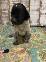 PUP1-FEMALE, a female German Shorthaired Pointer for sale in New Albany, MS – 1 of 1