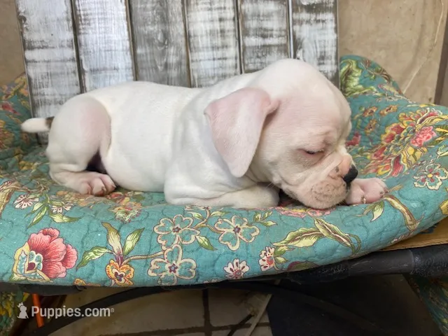 XENA – Boxer puppy for sale in New Albany, MS