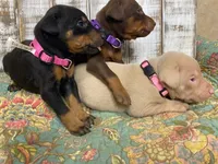 SADIE (PINK), a male Doberman Pinscher for sale in New Albany, MS – 3 of 5