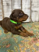LOUIS, a male Doberman Pinscher for sale in New Albany, MS – 1 of 10