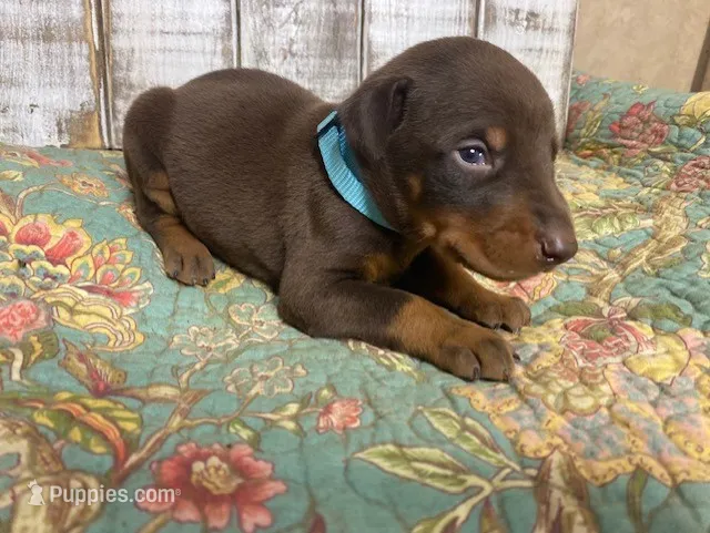 BENJAMIN – Doberman Pinscher puppy for sale in New Albany, MS