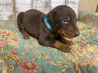 BENJAMIN, a male Doberman Pinscher for sale in New Albany, MS – 1 of 8