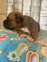 SAM, a male Boxer for sale in New Albany, MS – 3 of 5