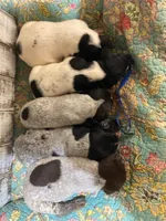 PUP5-MALE, a male German Shorthaired Pointer for sale in New Albany, MS – 2 of 2