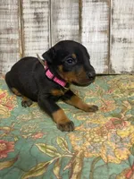 SADIE (PINK), a male Doberman Pinscher for sale in New Albany, MS – 2 of 5