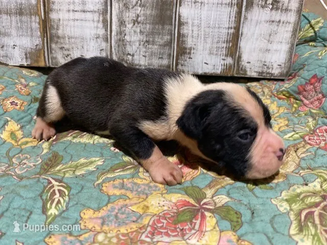 OREO ABBY – Boxer puppy for sale in New Albany, MS