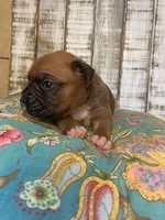 SAM, a male Boxer for sale in New Albany, MS – 4 of 5