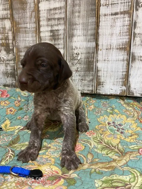 PUP3-MALE – German Shorthaired Pointer puppy for sale in New Albany, MS