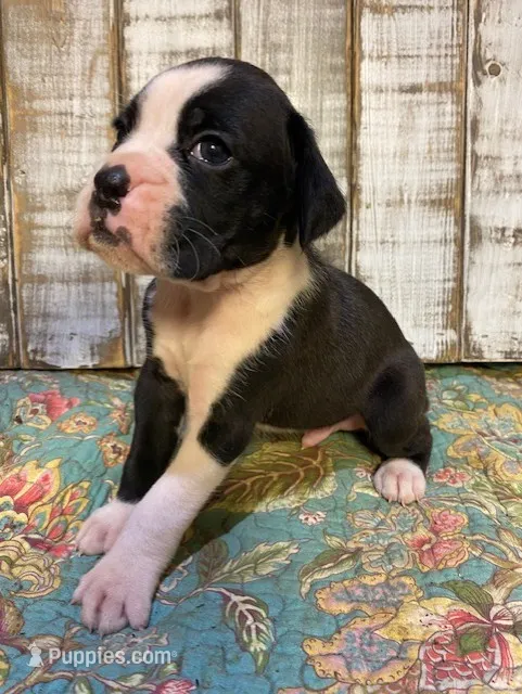 JOE – Boxer puppy for sale in New Albany, MS