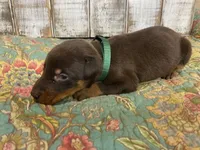 KNOX - (GREEN), a male Doberman Pinscher for sale in New Albany, MS – 3 of 9