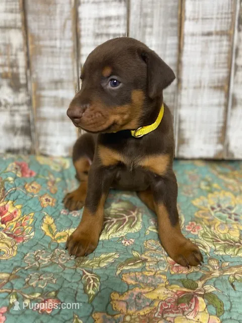JASMINE – Doberman Pinscher puppy for sale in New Albany, MS