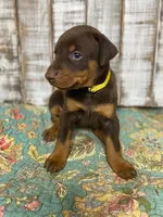 JASMINE, a female Doberman Pinscher for sale in New Albany, MS – 1 of 3