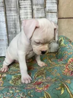 LUNA, a female Boxer for sale in New Albany, MS – 3 of 4