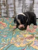 MIKE, a male Boxer for sale in New Albany, MS – 3 of 3