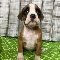 DIAMOND, a male Boxer for sale in New Albany, MS – 1 of 1