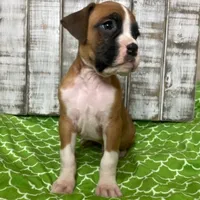 FLASH, a male Boxer for sale in New Albany, MS – Photo 1 of 2