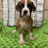 FLASH, a male Boxer for sale in New Albany, MS – Photo 2 of 2