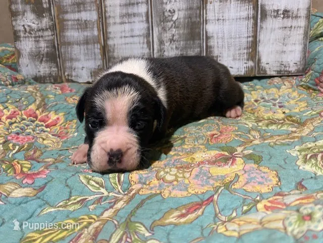 JOE – Boxer puppy for sale in New Albany, MS
