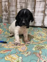 PUP1-MALE, a male German Shorthaired Pointer for sale in New Albany, MS – 1 of 2