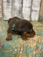 KNOX - (GREEN), a male Doberman Pinscher for sale in New Albany, MS – 2 of 9