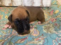 SAM, a male Boxer for sale in New Albany, MS – 2 of 5