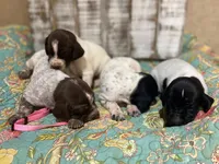PUP2-FEMALE, a female German Shorthaired Pointer for sale in New Albany, MS – 2 of 2