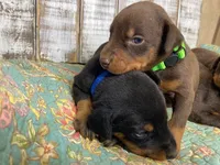LOUIS, a male Doberman Pinscher for sale in New Albany, MS – 4 of 10