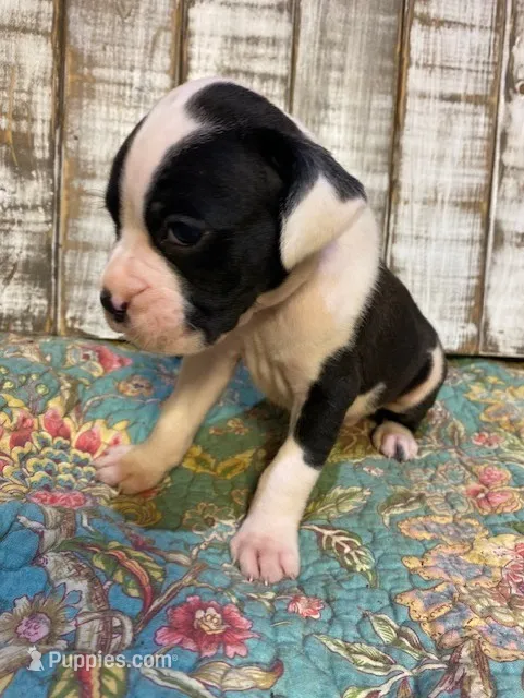 JERSEY JOHN – Boxer puppy for sale in New Albany, MS