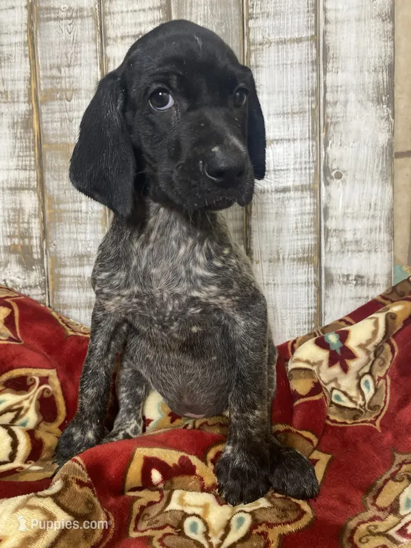 MICHIE MELONIA  – German Shorthaired Pointer puppy for sale in New Albany, MS