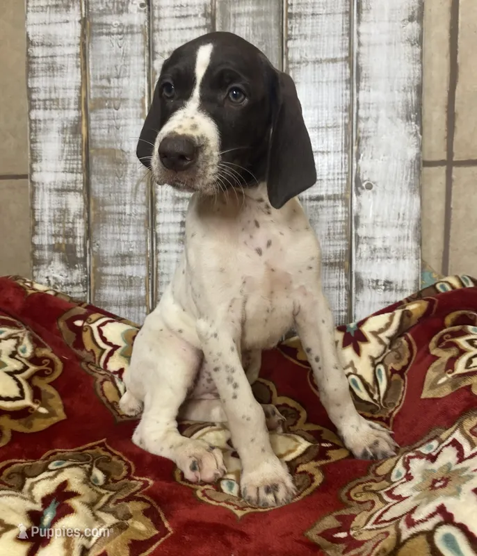 LEAH – German Shorthaired Pointer puppy for sale in New Albany, MS