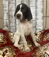 LEAH, a female German Shorthaired Pointer for sale in New Albany, MS – 1 of 4
