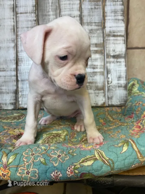 LUNA – Boxer puppy for sale in New Albany, MS
