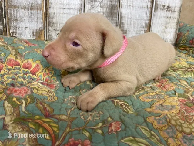 DOLLY PEARL  – Doberman Pinscher puppy for sale in New Albany, MS