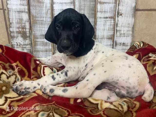 JETT JOHNNY – German Shorthaired Pointer puppy on hold in New Albany, MS