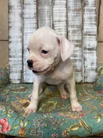 LUNA, a female Boxer for sale in New Albany, MS – 2 of 4