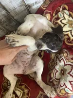 LEAH, a female German Shorthaired Pointer for sale in New Albany, MS – 2 of 4