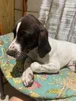 LEAH (LIVER AND WHITE), a female German Shorthaired Pointer for sale in New Albany, MS – 3 of 7