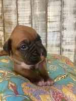 SAM, a male Boxer for sale in New Albany, MS – 1 of 5