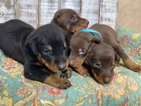 SADIE (PINK), a male Doberman Pinscher for sale in New Albany, MS – 5 of 5